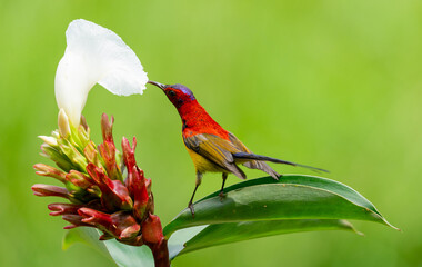 Colorful Sunbird Feeding on Flower