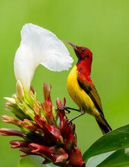 Colorful Sunbird Feeding on Flower