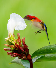 Colorful Sunbird Feeding on Flower