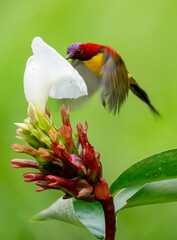 Colorful Sunbird Feeding on Flower