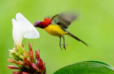 Colorful Sunbird Feeding on Flower