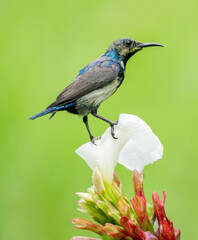 Colorful Sunbird Feeding on Flower
