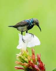Obraz premium Colorful Sunbird Feeding on Flower