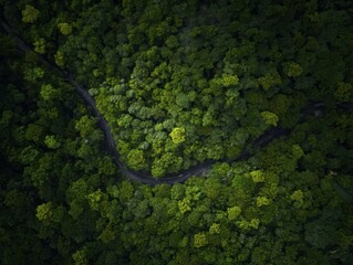 aerial. Aerial view of a serene forest road winding through lush greenery under natural daylight. travel magazines, destination branding, designed for travel destination branding.