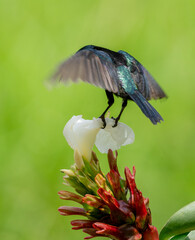Colorful Sunbird Feeding on Flower