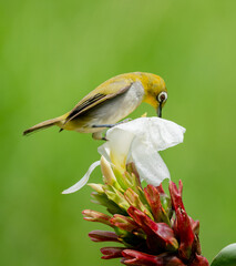 Oriental White Eye On Flower