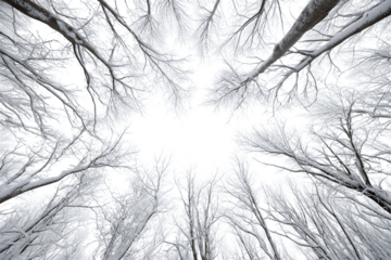 Winter forest scene from below, showing bare tree branches stretching upwards isolated on white background