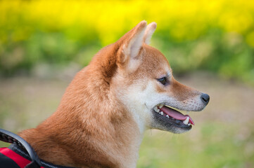 柴犬と春の菜の花景色 / A Shiba Inu Puppy and the Spring Canola Field