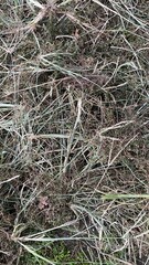 Dense Tangle Of Dry Grass, Weeds, And Field Debris In Untended Natural Area
