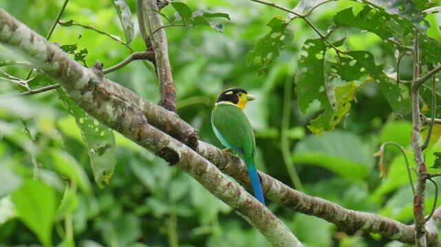 Long-tailed Broadbill (Psarisomus dalhousiae ) birds perched on a branch birdwatching in the forest.