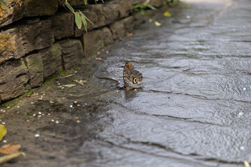 Owl butterfly sitting on wet stone path near wall, wings closed with eye-spot patterns, symbol of camouflage, mimicry, tropical insects and natural adaptation