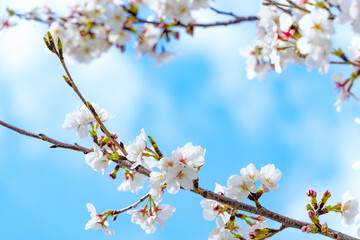 青空に映える満開の桜の枝
