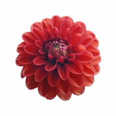 A vibrant red dahlia blossom, a beautiful flora of nature, is isolated on a clean white background