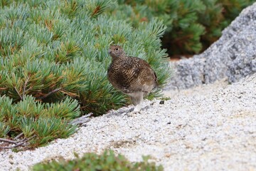 Rock Ptarmigan in the field