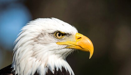 Close-up profile of an eagle's head.  Sharp focus, soft background