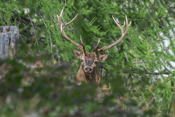 Beautiful European Red deer stag (Cervus elaphus) looking into camera from the thick forest in the Alps Mountains, Italy. 
