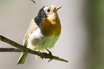 robin on a branch