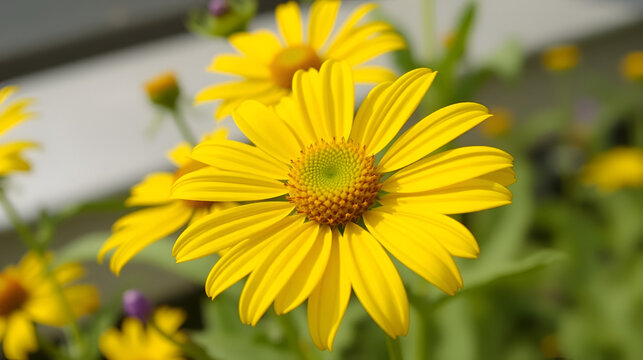 Oxeye (Heliopsis helianthoides). Flowering Capitulum Closeup
