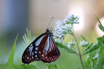 butterfly on a green leaf