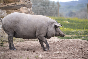 Fototapeta premium Iberian pig in farm. Walking in freedom. In the background you can see a green grass pasture. Morning light. Copy Space