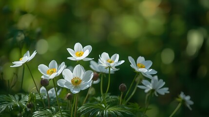 A serene view of white anemone flowers in full bloom.
