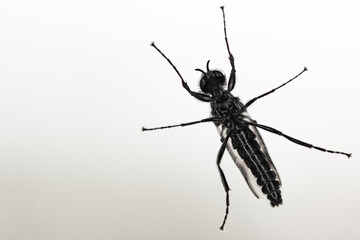 A variety of fly perched on glass and viewed from below. Macro photography