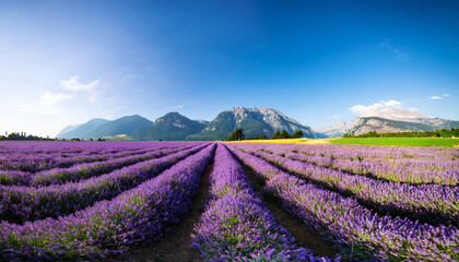 Lavender Field With Majestic Mountains Under A Clear Blue Sky During Midday
