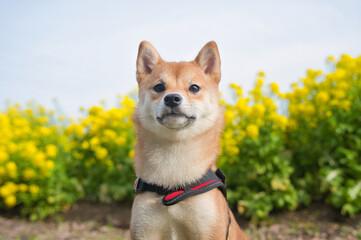 黄色い花を背景にした柴犬 / Shiba Inu with a Backdrop of Yellow Flowers