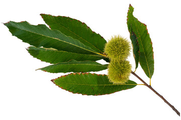 Chestnut Branch With Green Spiny Burrs And Serrated Leaves Isolated On White Background