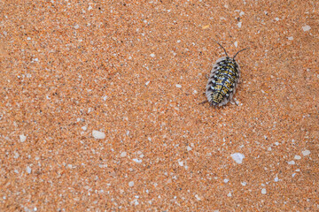 Porcellio spinicornis