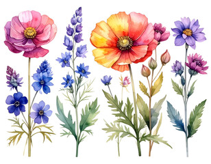 Set of watercolor wildflowers painting isolated on clear png background and transpare © Spasics Designer 