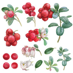 Vector of Lingonberries hand drawn watercolor isolated on transparent background.