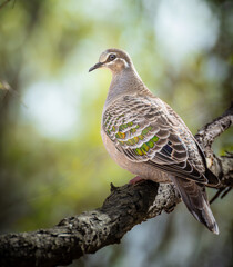 Common Bronzewing Pigeon Bird