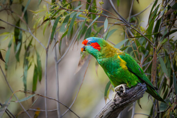 Musk Lorikeet Bird