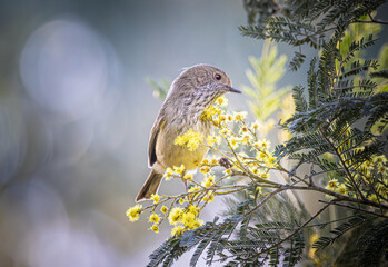Brown Thornbill Bird