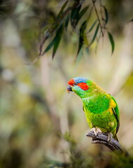 Musk Lorikeet Bird