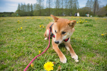 芝生の上で花を見つめる柴犬 / Shiba Inu Puppy Gazing at a Flower