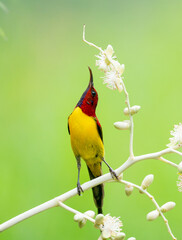 Sunbird Feeding On Areca Flower