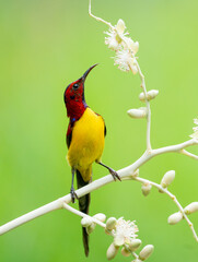 Sunbird Feeding On Areca Flower