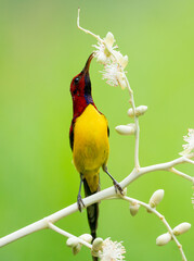Sunbird Feeding On Areca Flower