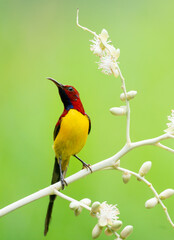 Sunbird Feeding On Areca Flower