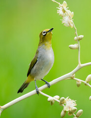 Oriental White Eye On Areca