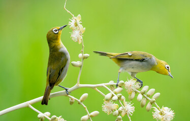 Oriental White Eye On Areca