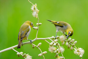 Oriental White Eye On Areca