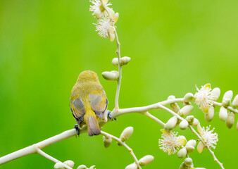Oriental White Eye On Areca