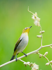 Oriental White Eye On Areca