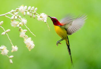 Sunbird Feeding On Areca Flower