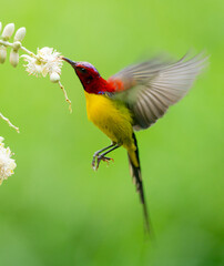 Sunbird Feeding On Areca Flower