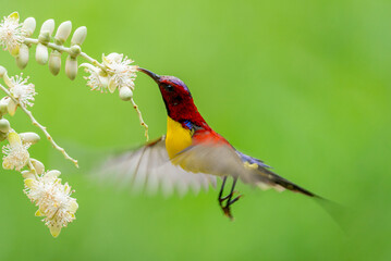 Sunbird Feeding On Areca Flower