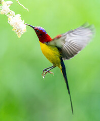 Sunbird Feeding On Areca Flower